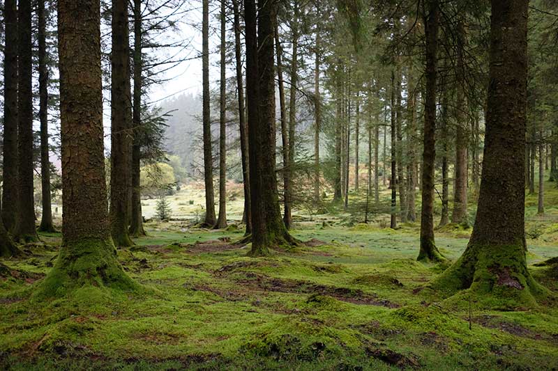 big tree trunks,green mossy ground