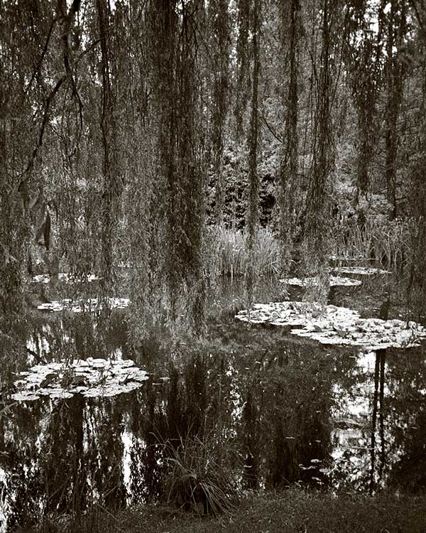 lily pond with hanging trees, in sepia