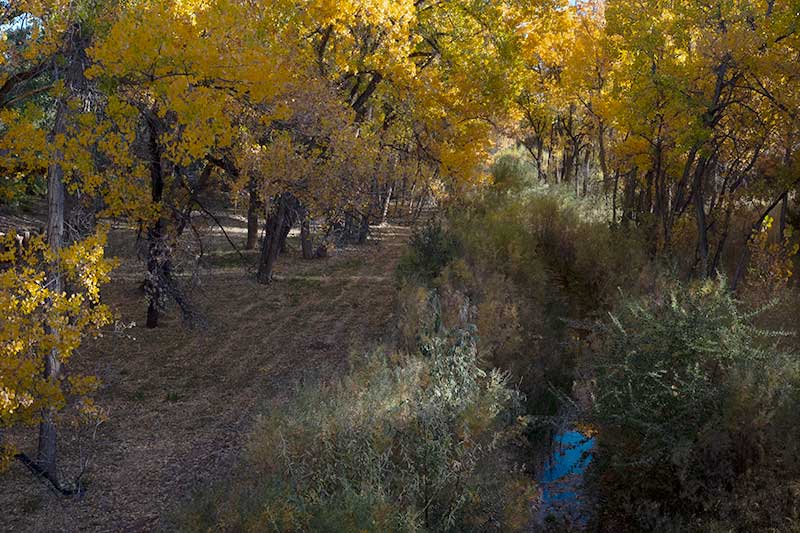 tall trees, stream, fall colours